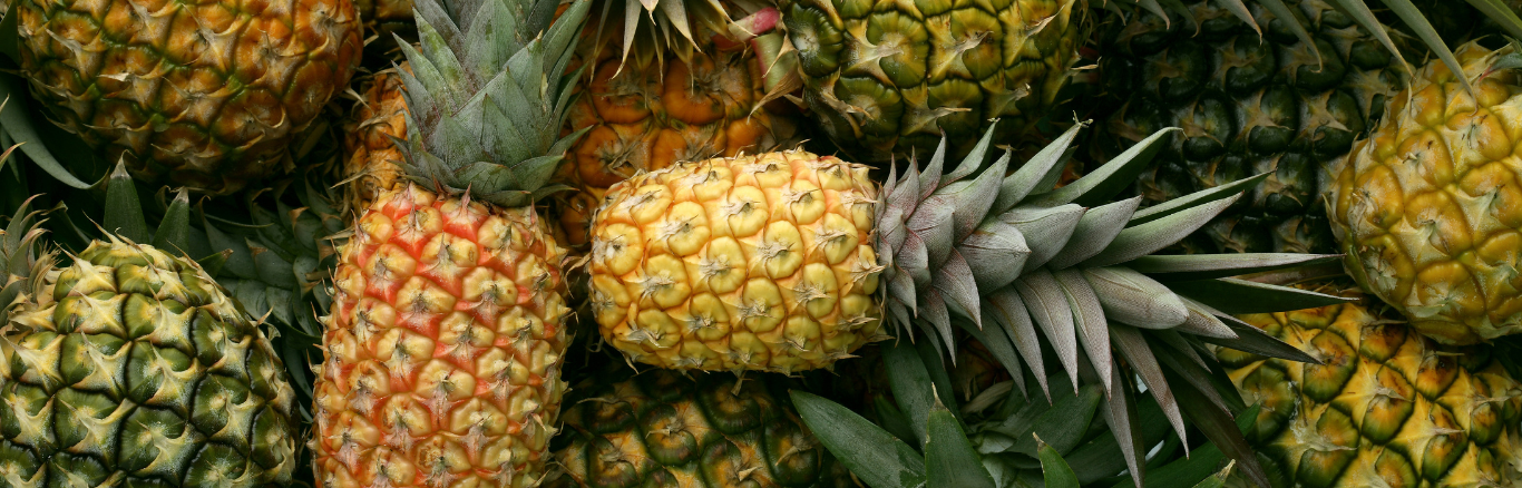 Pineapple plants