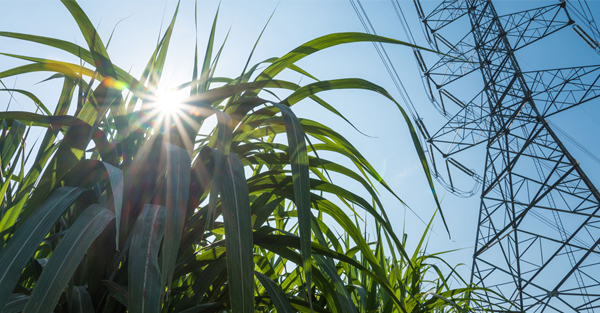 Sun shining through sugarcane farm and overhead electricity