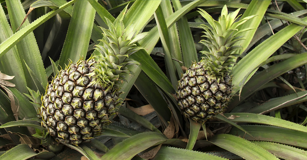 Fresh Queensland pineapple plants