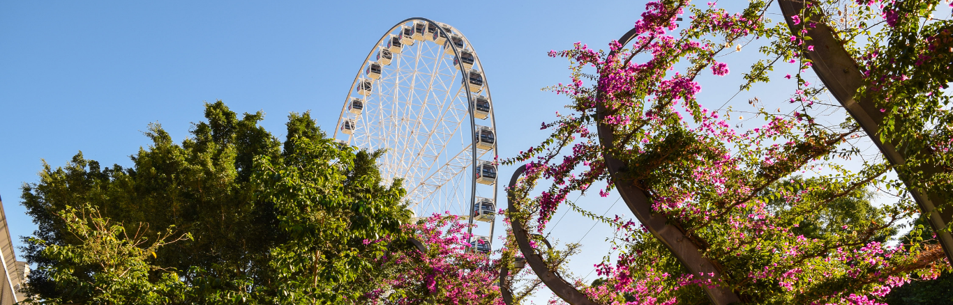 View of the Wheel of Brisbane and bougainvillea from Southbank Parklands